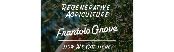 Video: Frantoio Grove: Field Report Feb 2023