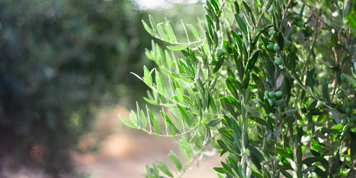 Resurgence of olive tree growth in late summer