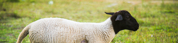 A Dorper Sheep grazing in our orchard